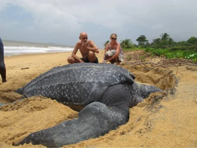 P.....y - Taki tam uroczy żółwik na plaży... (｡◕‿‿◕｡)
#zolw #zolwboners #zwierzaczki