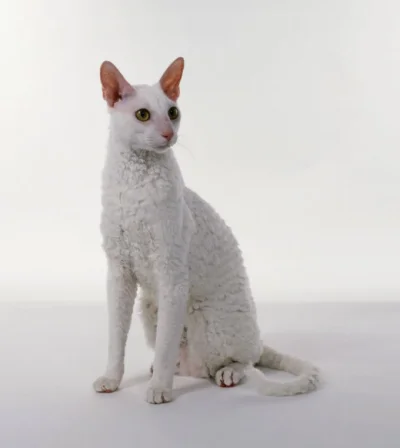 sinusik - 25/100 Cornish rex - kot krótkowłosy. Rasę postanowiono nazwać cornish od n...