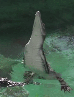 CHI77OUT - A może wiesz jak aligator wyskakuje z pod wody? ;)

#weedfunny

SPOILER