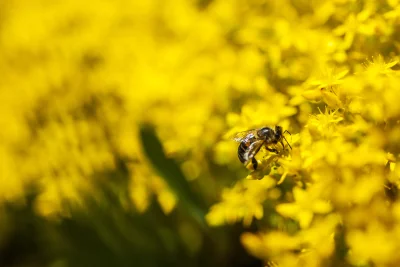 xarpha - #pszczoly #fotografia #makro #natura #tworczoscwlasna