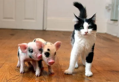 B.....8 - @PanPingwin: Świnie to dopiero są fajne zwierzęta. A pomijając wielką trzod...