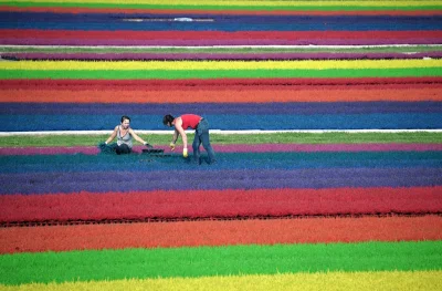 szkkam - Horticulturists work in a field of dyed heather on September 6, 2013 in the ...