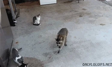 U.....r - Szopy pracze są zajebiste. Wiem że generalnie są uważane za szkodniki, ale ...