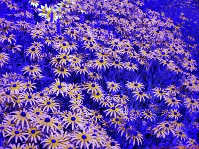 Centuri0n - @MrExpendable: Proste, pszczoły widzą ultrafiolet bo kwiaty mają ultrafio...