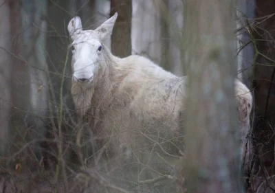 Kolczasta - Na biebrzańskich bagnach można spotkać takiego łosia:

(fot. G. Kłosowski...