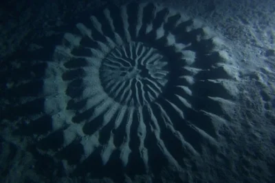 d.....4 - Kręgi w piasku

Pod wodą w okolicy brzegów Japonii na głębokości 25 metró...