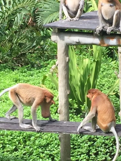 niunix - Podczas swojego pobytu na Borneo w zeszłym miesiącu spotkałem wyjątkową wyda...
