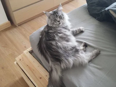 sepinroth - Totalna olewka i pogarda Lluana #koty #kot #mainecoon #sepinrothcoon #pok...