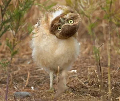 Amfidiusz - @trebeter: 



http://static.themetapicture.com/media/funny-cat-head-upsi...