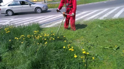 goferek - Od samego rana za oknem. Aż chce się wietrzyć mieszkanie :)

#dziendobry