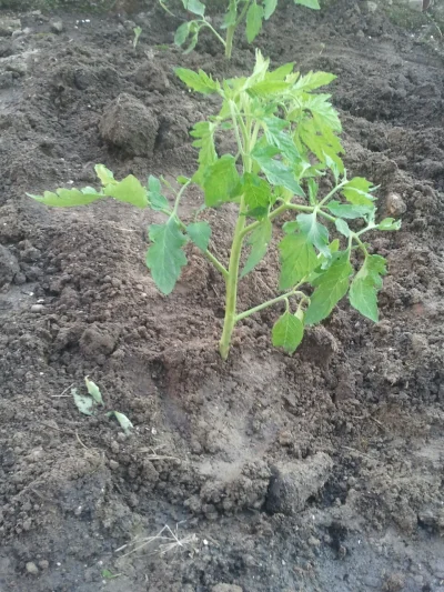 maniek_ - Ogródki warzywne już prowadzone? 

U mnie dzisiaj pierwsze wsadzone pomidor...