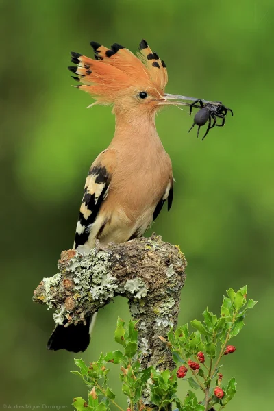 S.....r - #ptaki #zwierzeta #zwierzaczki #natura #przyroda #biologia #dudek 

fot. ...