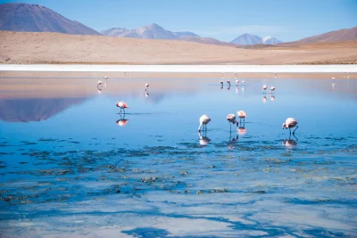 michalpiec - Laguna Q'ara, Boliwia

#fotoreminescencje
i
#mojezdjecie
#natura
#...
