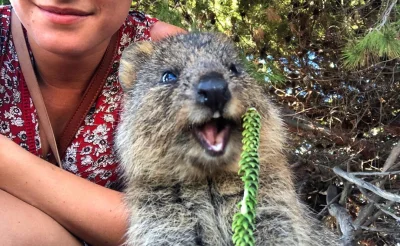 mfek00 - Gdy widzisz takiego liścieja co go jeszcze nie widziałeś #quokka #quokkanadz...