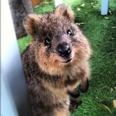 aloszkaniechbedzie - #quokkanadzis

Weekend tuż za rogiem : )

wołam do kuoki @Gr...