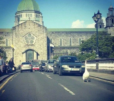 oczyPiwneZycieDziwne - Korek na ulicach Irlandii :D

#heheszki #humorobrazkowy #zagra...