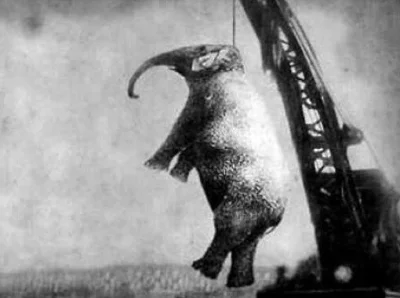 sandra925 - #ciekawostki #fotohistoria



Mary - słonica, która została powieszona pr...