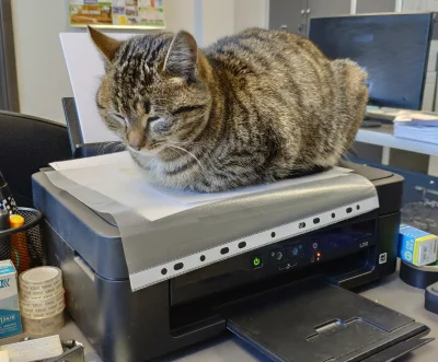 sokeno - drukarkowiec ( ͡° ͜ʖ ͡°) #kitku #koty #kot #pracbaza #koty