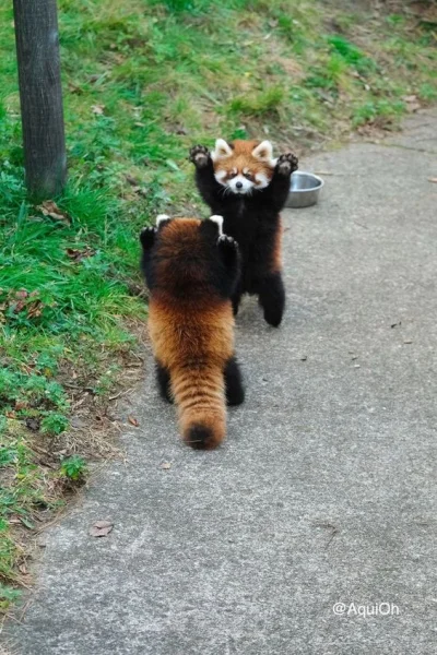 p.....k - Stop czerwone pandy atakują