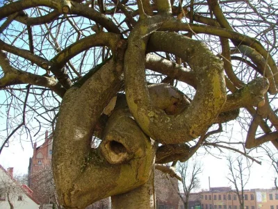 MeskaSzowinistycznaWladza - Drzewo bojące się Szyszki.
#polityka