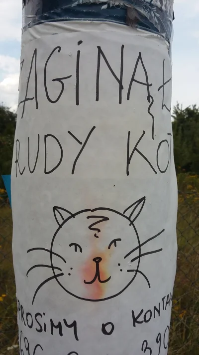 carlito22 - Kot jak sie patrzy ( ͡° ͜ʖ ͡°)
#koty #poszukiwacze #heheszki #inwestycje