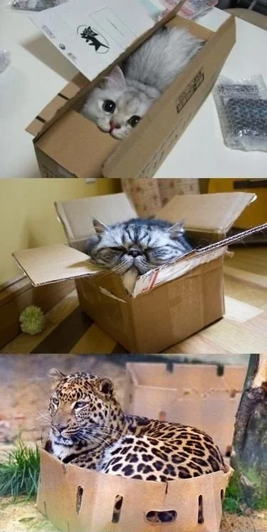 mikaliq - Każdy kot lubi pudełka.

SPOILER

#koty #heheszki