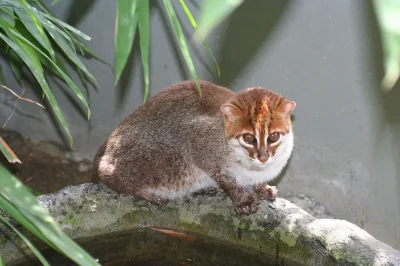 GraveDigger - Kotek kusy po ang. flat-headed cat, po łacińsku Prionailurus planiceps....