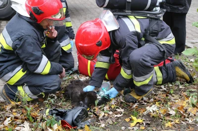 navazz - Strażak reanimuje kota wyniesionego z pożaru.
#olsztyn