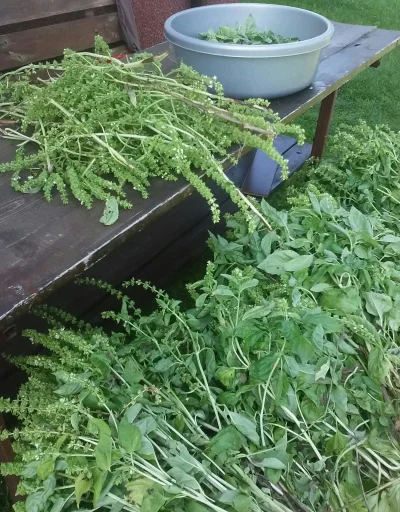 l.....w - #ogrodnictwo #ziola #bazylia #przyprawy
Sadzić, suszyć, przyprawiać...
SPOI...