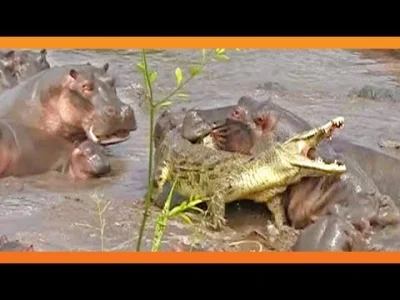 orkako - Hipcio nie je sarenki. Hipopotamy są bardzo agresywne i nie tolerują większo...