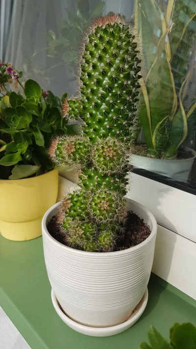 Kruty - To tutaj masz jeszcze przykład jak potrafią rosnąć kaktusy. Dostałem go na wa...