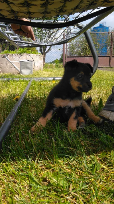 MalyMisiek - Koniec tego niech tylko ktos podskoczy a moj Pitbull zagryzie. 
#pokazp...