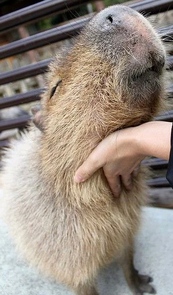 l-da - tak dobrze człowiek
#zwierzęta #natura #kapibary #zdjęcia #fotografie