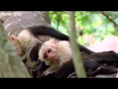 Dynamiczny_Edek - #humor #youtube #english
Świetnie podłożone głosy :)