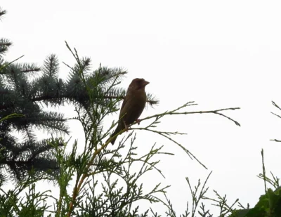 Trumby - Mirki ornitolodzy, czy możecie powiedzieć, co to za ptaszek? Uwiły sobie gni...