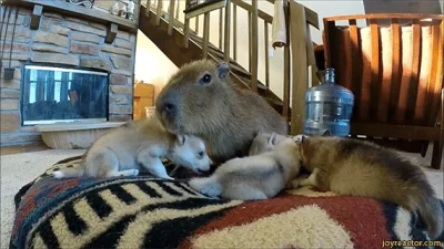 likk - zajebista #kapibara zawsze jest zajebista 



#gif #zwierzaczki #smiesznypiese...