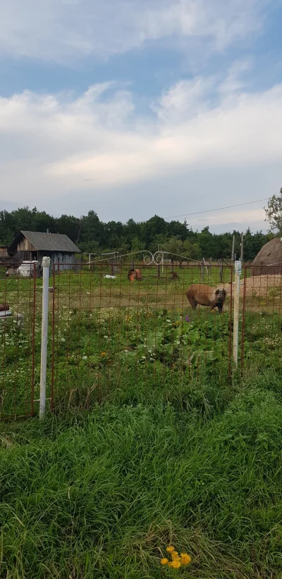 seman2zajety - Właśnie jestem w Rumunii. Zdjęcie zrobione 2h temu obok motelu ( ͡° ʖ̯...