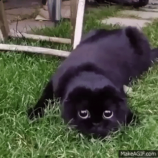 Trannitis - dudududu kot rzeczny jest niebezpieczny
#smiesznekotki #koty