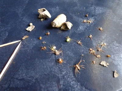 s.....k - w kokonach często można znaleźć pająki i larwy, combo ᄽὁȍ ̪ őὀᄿ
@Kaczorra: