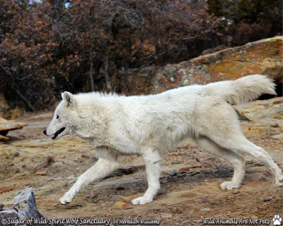 Warwick - #wilk #zwierzaczki