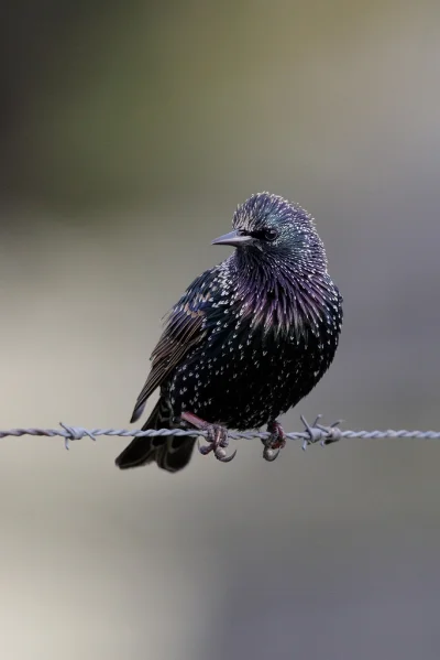 angelosodano - Szpak zwyczajny (Sturnus vulgaris)_
#vaticanouccello #vaticanowallpap...