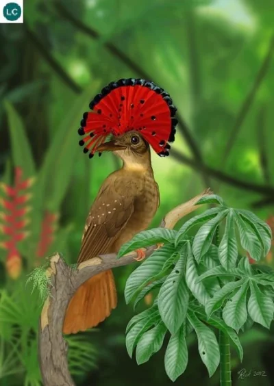 DuchBieluch - Królówka (Onychorhynchus coronatus) – gatunek ptaka występujący w dorze...