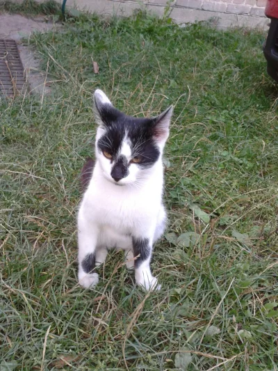 P.....a - @alvaro1989 u mojej babełe był kiedyś trochę podobny kotek :D