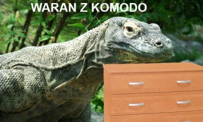 Mhrok - #waran #waranzkomodo #heheszki #wcaleniebylo #nowosc