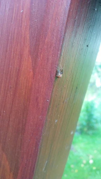 Boro03 - Niby nie mam arachnofobii ale jednak kiedy kladziesz rękę obok takiego to dr...