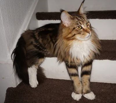 sepinroth - Proszz...profil Leona podpierającego się na schodach. #kot #koty #maineco...