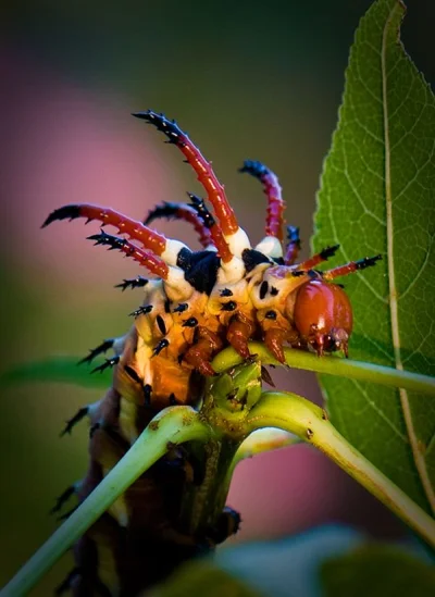 GraveDigger - Jaka piękna gąsienica (｡◕‿‿◕｡)
#zwierzaczki #caterpillarboners