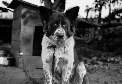 Capishon - #fotografia #pies #zwierzeta #buda
