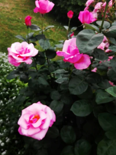 laaalaaa - Moja róża 12/100 ( ͡° ͜ʖ ͡°)
#mojeroze #chwalesie #ogrodnictwo #mojezdjec...