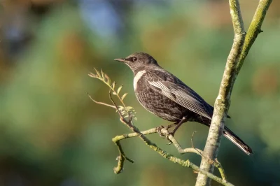 angelosodano - Drozd obrożny (Turdus torquatus)_
#vaticanouccello #ptaki #ornitologi...